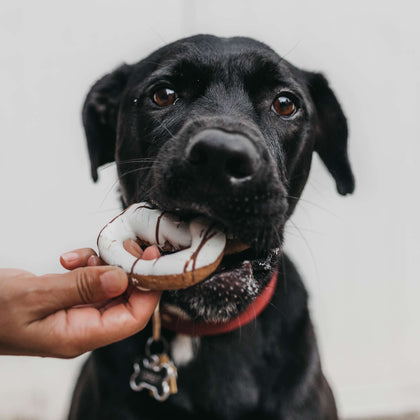 Food & Treats 🍖 🍪