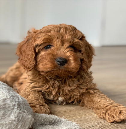 Puppy 🐶