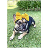 Pet Bows Headband - Furevables Pet Boutique