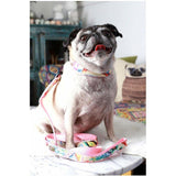 Bridget Pixie Designer Collar - Furevables Pet Boutique