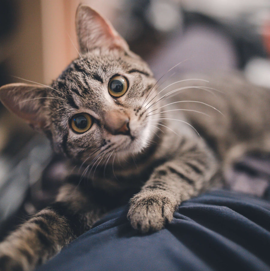 Pet Products Australia Pet Supplies Online Buy Pet Accessories